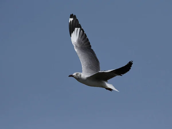Grey-headed gull (Chroicocephalus cirrocephalus) — Stock Photo, Image