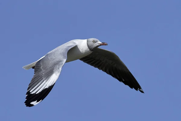 Grey-headed gull (Chroicocephalus cirrocephalus) — 스톡 사진