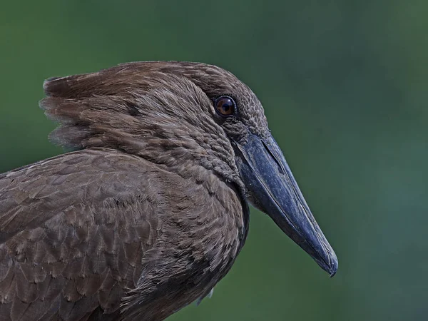 Hamerkop (Scopus umbretta ) — стокове фото