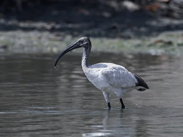 Afrikansk helig ibis (threskiornis aethiopicus) — Stockfoto