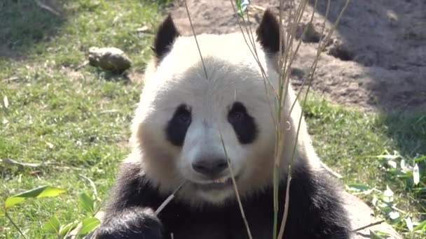 Giant Panda Ailuropoda Melanoleuca Eating Bamboo — Stock Video