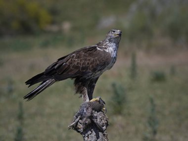 Bonellis Kartalı (Aquila fasciata)