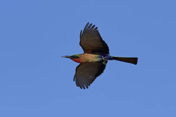 Vöröstorkú gyurgyalag (Merops bulocki) — Stock Fotó