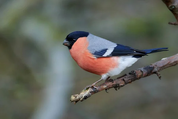 Euraziatische vink (Pyrrhula pyrrhula)) — Stockfoto