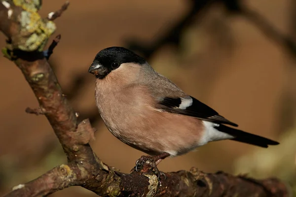 Eurasian bullfinch (Pyrrhula pyrrhula) — Stock Photo, Image