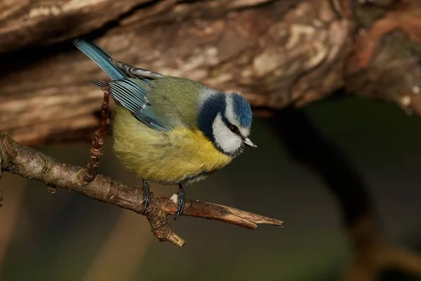 Mavi baştankara (Cyanistes Caeruleus) — Stok fotoğraf