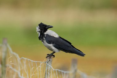 Kapüşonlu Karga (Corvus Cornix)