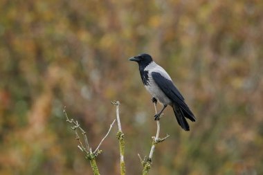 Kapüşonlu Karga (Corvus Cornix)
