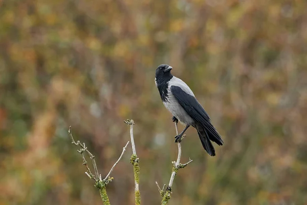 Ворона с капюшоном (Corvus cornix) ) — стоковое фото