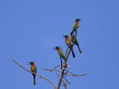 Kızıl gerdanlı arı kuşugiller (arı kuşu bulocki)