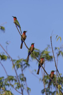 Kızıl gerdanlı arı kuşugiller (arı kuşu bulocki)