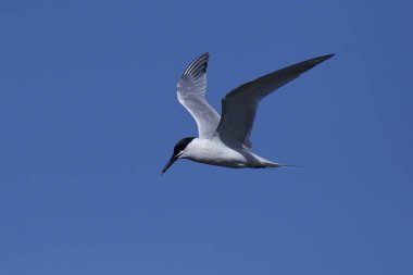 Sandviç Tern (thalasseus sandvicensis)