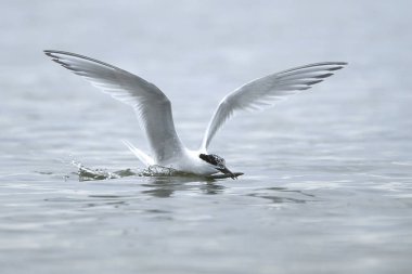 Sandviç Tern (thalasseus sandvicensis)