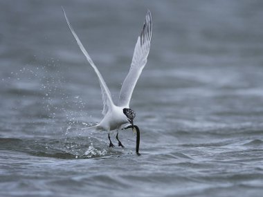 Sandviç Tern (thalasseus sandvicensis)