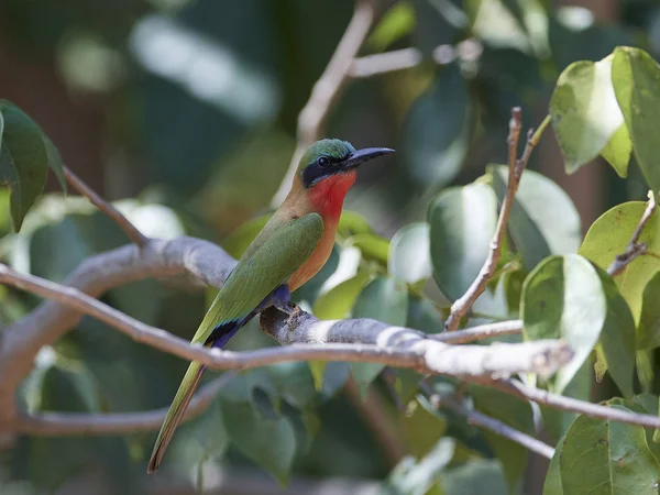 Potáplice bee-eater (Merops bulocki) — Stock fotografie