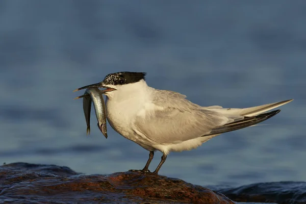 Sandwich Tern (thalasseus sandvicensis)) — Stockfoto