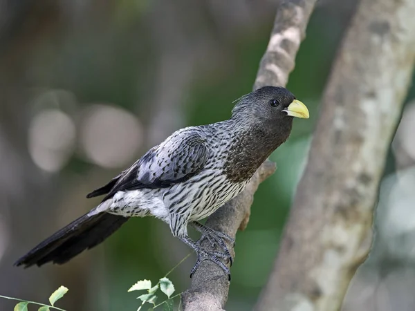 Western plantain-eater (Crinifer piscator) — Stock Photo, Image