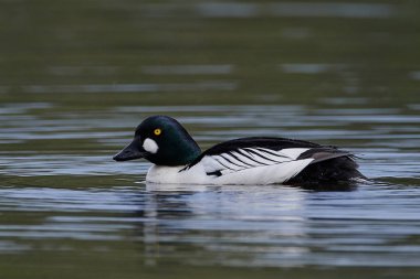 ortak goldeneye (bucephala clangula)