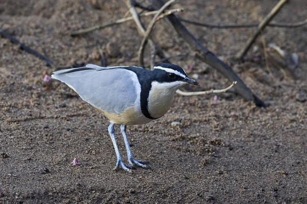 Egyptian plover (Pluvianus aegyptius) — Stock Photo, Image