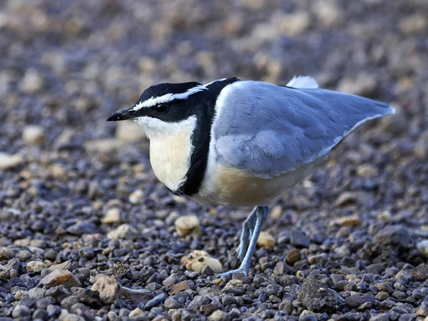 Egyptian plover (Pluvianus aegyptius) — Stock Photo, Image