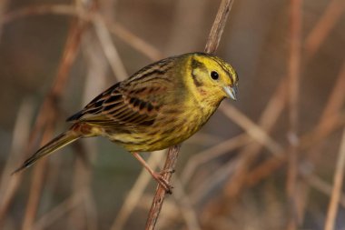 Yellowhammer (Emberiza citrinella)