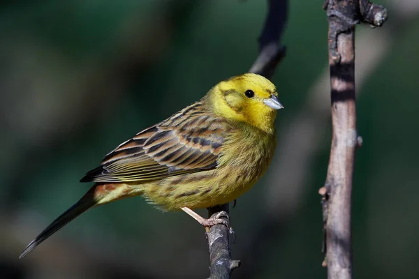 Escribano cerillo (Emberiza citrinella) — Foto de Stock