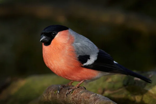 Euraziatische vink (Pyrrhula pyrrhula)) — Stockfoto