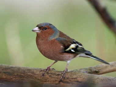Chaffinch (Fringilla coelebs)