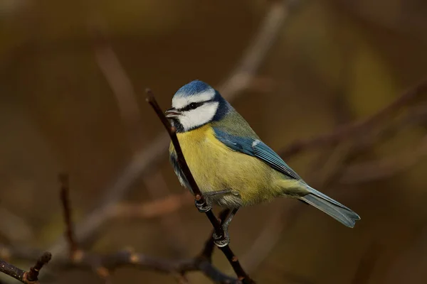 Mavi baştankara (Cyanistes Caeruleus) — Stok fotoğraf