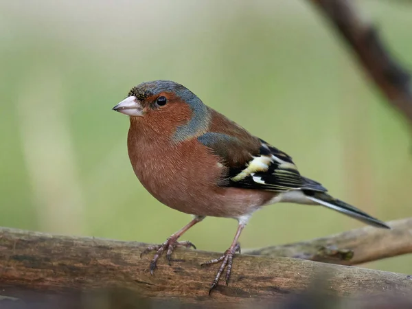 Common chaffinch (Fringilla coelebs) — Stock Photo, Image