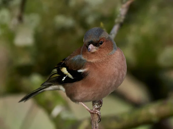 Frequentes Chaffinch (Coelebs Fringilla) — Fotografia de Stock