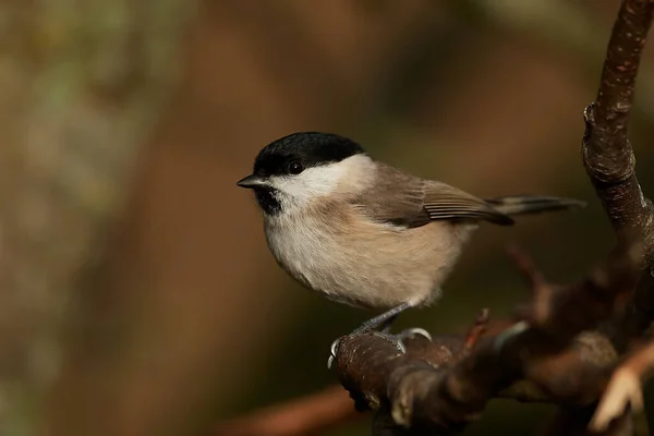 Marsh mezen (Poecile palustris) — Stockfoto