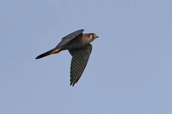 Красношейный сокол (Falco chicquera ) — стоковое фото