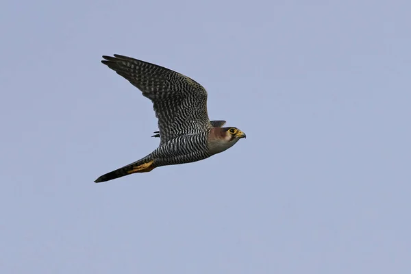 Roodhalsvalk (Falco chicquera)) — Stockfoto