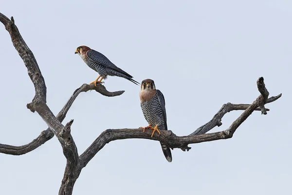 Sokol červený (Falco chicquera) — Stock fotografie