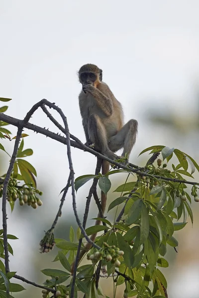Vervet monkey (Chlorocebus pygerythrus) — Stock Photo, Image