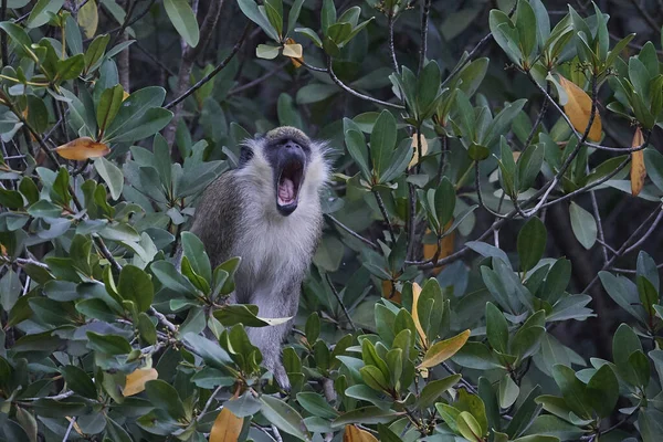 Vervet macaco (Chlorocebus pygerythrus — Fotografia de Stock