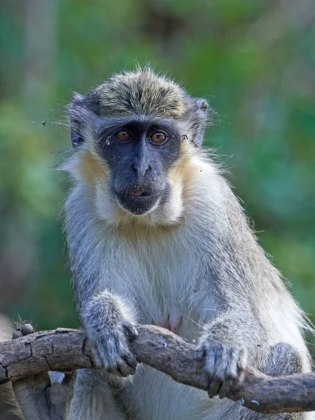 Vervet Monkey (Chloorocebus pygerythrus) Stockfoto