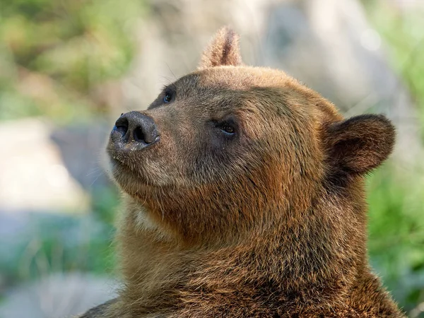 Καφέ αρκούδα (Ursus arctos) — Φωτογραφία Αρχείου