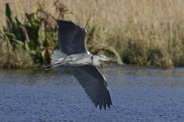 Gri Heron (Ardea cinerea)