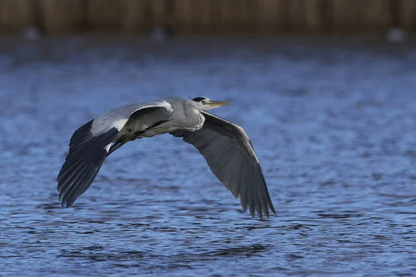 Garza gris (Ardea cinerea) — Foto de Stock