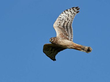 Tavuk Harrier (Circus cyaneus)