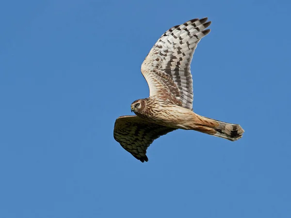 Blauwe Kiekendief (circus cyaneus) — Stockfoto