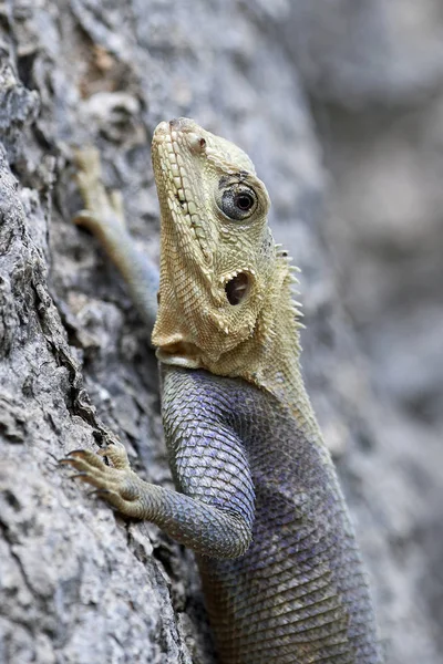 Jaszczurka agama (Agama agama)) — Zdjęcie stockowe