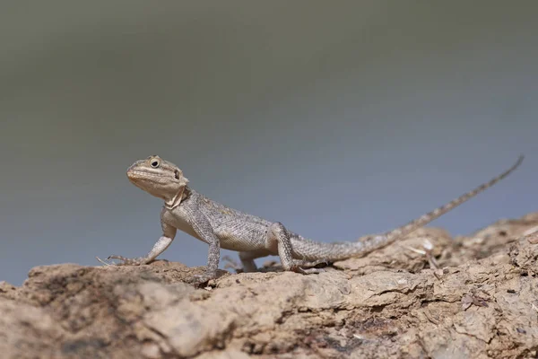 Agama lizard (Agama agama) — Stock Photo, Image