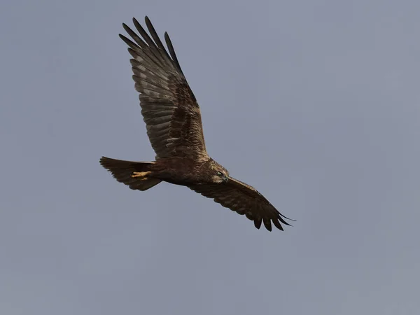 Harrier del pantano occidental (Circus aeruginosus ) — Foto de Stock