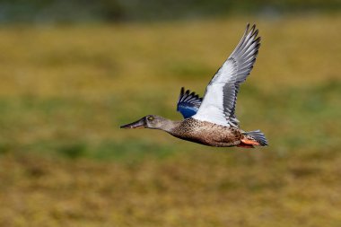 Kuzeyli kürekçi (Spatula clypeata)