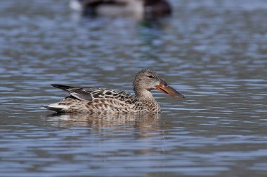 Kuzeyli kürekçi (Spatula clypeata)