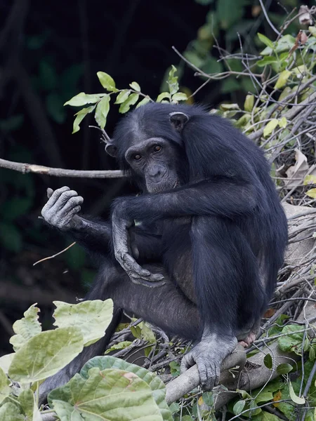 Chimpanzé (Pan troglodytes ) — Fotografia de Stock