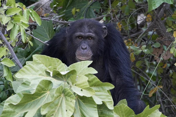 Chimpancé (Pan trogloditas ) — Foto de Stock
